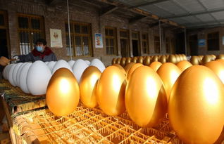 蒼溪興隆工藝品廠借力互聯網，年銷40萬枚金蛋創奇跡